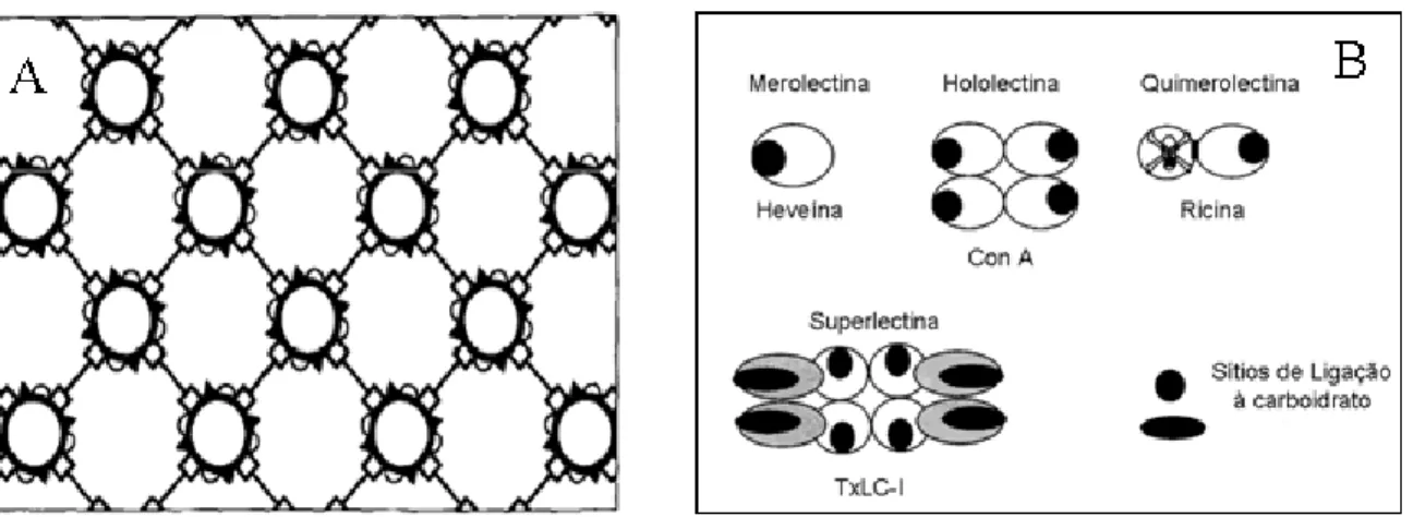Figura 1:  A) Representação esquemática da aglutinação promovida por lectinas. (  ) lectinas  e (฀) ligante  presente na superfície celular, modificado a partir de (KENNEDY et al, 1995)