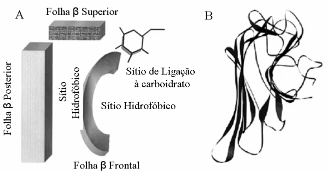 Figura 2:  Estrutura Terciária de Lectina de Leguminosa. A) Representação esquemática do monômero de lectina  de leguminosa em termos de folhas β (Modificado a partir de CHANDRA et al, 2001)