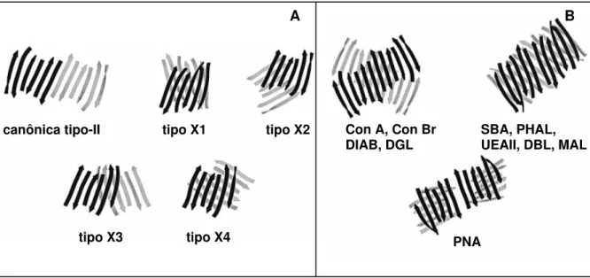 Figura 3:  Representações esquemáticas de diferentes tipos de interações encontradas em lectinas de leguminosas