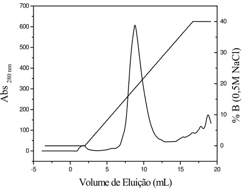 Figura 6:  Cromatografia de troca iônica em coluna Mono Q 5/50 GL. As frações 11 a 16, provindas da eluição das  frações 16 a 22, foram  dessalinizadas e concentradas em Centriprep (10 KDa Amicon) e 1 mL foi aplicado à coluna  Mono Q, equilibrada com Tampã