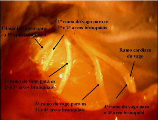 Figura 2: Vista dos ramos dos nervos cranianos IX e X que enervam os arcos branquiais e o ramo  cardíaco do vago que foi mantido intacto de trairão, Hoplias lacerdae
