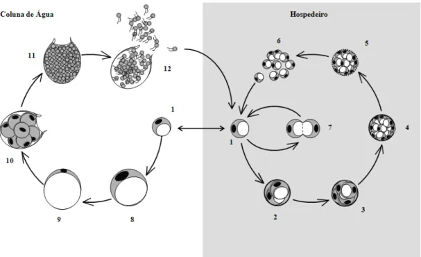 Figura 1-5. Representação esquemática do ciclo de vida do parasita Perkinsus. 