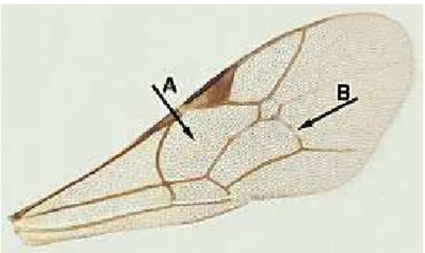 Figura 2: Asa anterior de Ichneumonidae Figura1: Asa anterior de Braconidae 