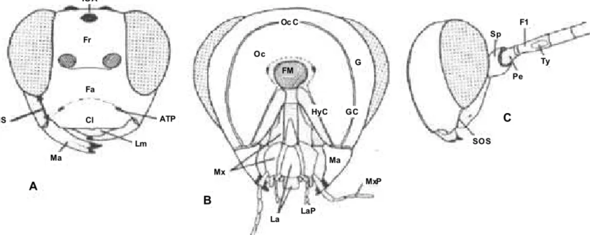 Figura 6 A-C:  Terminologia das estruturas de Ichneumonidae modificado de  Gauld (1991): A, cabeça (vista anterior); B,  cabeça (vista posterior); C, cabeça  (vista lateral)