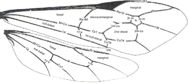 Figura 7:  Terminologia das estruturas da asa anterior e posterior de  Ichneumonidae modificado de GAULD (1991): A= areolete
