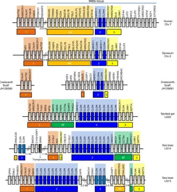Figure 3 | Comparison of claudin gene synteny between sea bass LG 13 and 14 and other vertebrate chromosomes including human