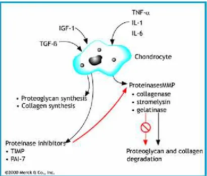 Fig. 2 – Esquema dos processos de síntese e degradação da matriz extracelular. À  esquerda, atuação dos inibidores de proteinases e fatores de crescimento estimulando a  síntese de proteoglicanas e colágeno