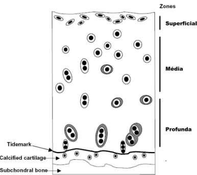 Fig. 3 - Esquema ilustrado da organização de condrócitos em camadas na cartilagem  articular.FONTE: LYONS, T