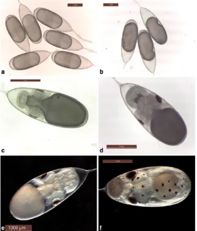 Figure  1.3.  The  embryonic  development  of  O.  vulgaris  18  ºC.  a)  Prior  to  first  inversion  (Naef IV–VI stage)