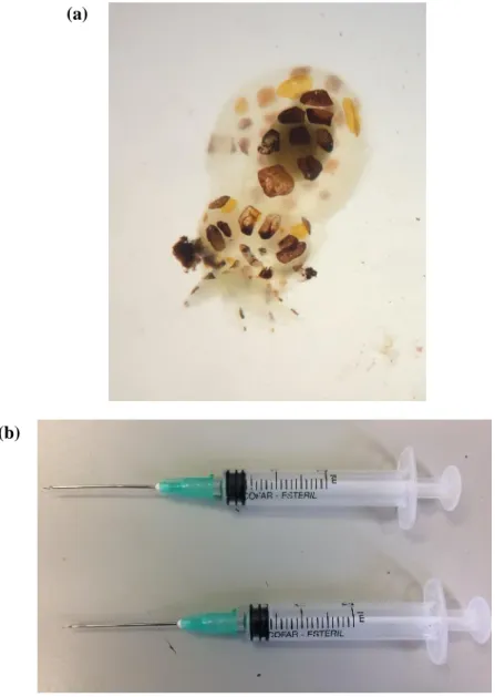 Figure  3.1.  (a)  A  photo  of  an  individual  O.  vulgaris  paralarvae  in  distilled  water  for  beak  extraction (under the inverted microscope) and (b) the precision needles used to remove and  clean the beak