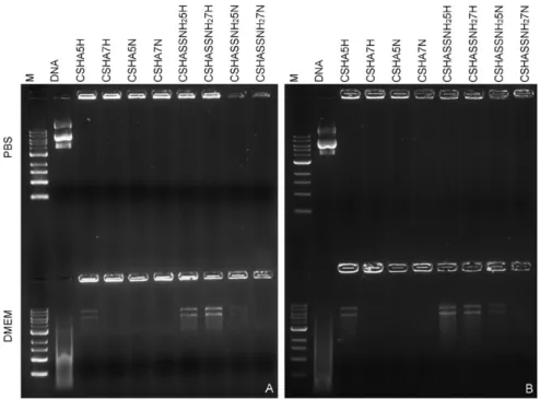Fig. 5. DNA complexation in polyplexes was analyzed by 1% agarose gel electrophoresis and DNA visualized with GreenSafe Premium after incubation with PBS or DMEM with 10% FBS for A) 3 and B) 7 days at 37 °C.