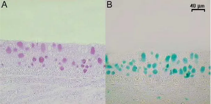 Figura 07: Células mucosas com reação positiva  pelo método de PAS em A; células com  reação positiva ao método de Alcian blue, (pH de 2,5) em B