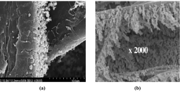 Figura 2.11: Fotografias com a formação de dendritos no tecido obtido por (a) Song et.al, 2006 e (b)  Thomas et.al, 2001 