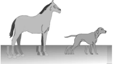 Figura 9  – Ligeira semelhança morfológica entre um cavalo e um cachorro (Tafner, 2006) 