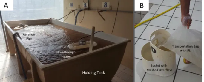 Figure 2: A: Holding Tank; B: Bucket with meshed overflow. 