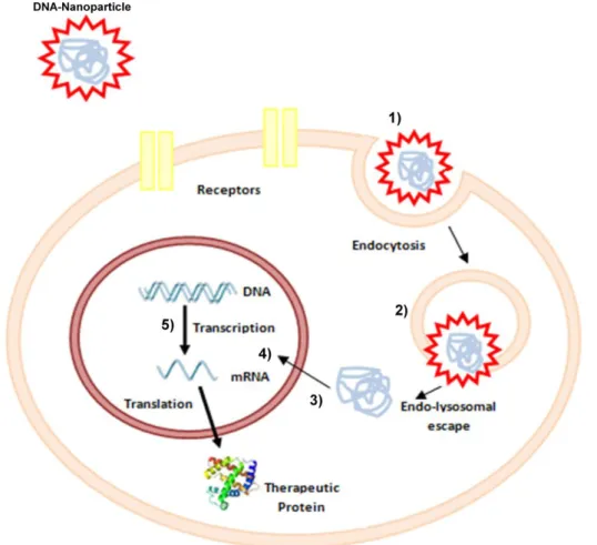 Figure 1.1. Cellular barriers to gene transfer. DNA protected by a cationic nanoparticle enters into the cell by  endocytosis  (1)