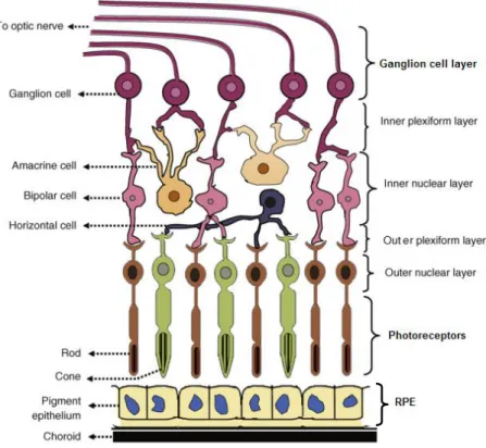 Figure 1.5. Schematic representation of the retina, showing the seven layers of the retina and the  cells types present in these layers