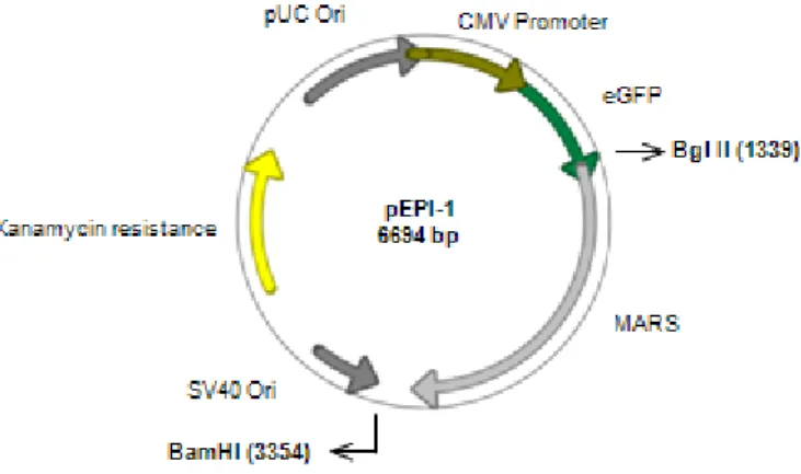 Figure 3.1. Restriction map of pEPI-1 with the restriction sites for Bgl II and BamHI