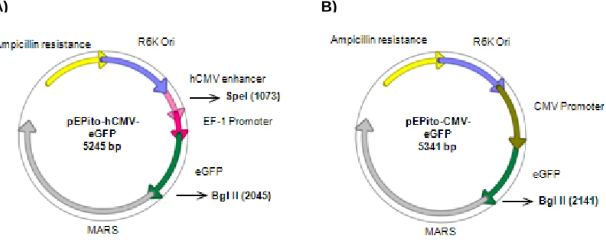 Figure  3.2  –  Digestion  of  pEPI-1.  Lane  1  –  1kb  DNA  Ladder  (New  England  Biolabs);  Lane  2  –  undigested  pEPI-1; Lane 3 – pEPI-1 digested with Bgl II and BamHI; 