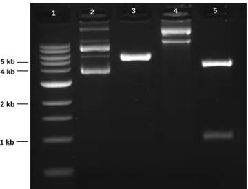 Figure  3.4.  Digestion  of  pEPito-CMV-eGFP  and  pEPito- pEPito-hCMV-eGFP.  Lane  1  –  1kb  DNA  Ladder  (New  England  Biolabs);  Lane 2 – undigested pEPito-CMV-eGFP; Lane 3 –  pEPito-CMV-eGFP  digested  with  SpeI  and  Bgl  II;  Lane  4  –  undigeste