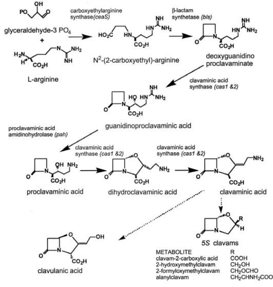 Figura 2.3: Esquema representativo das enzimas ativas na biossíntese do AC e das 5S  clavamas (Jensen et al., 2004) 