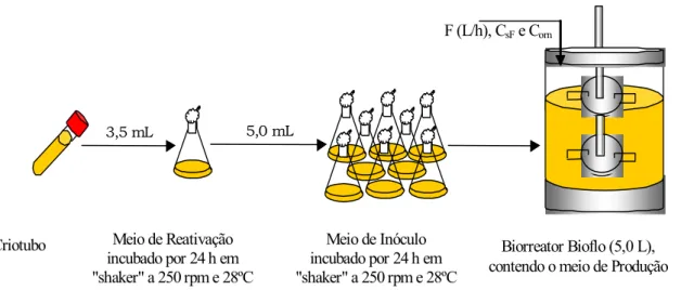 Figura 3.2: Metodologia experimental utilizada nos cultivos em batelada e batelada  alimentada 