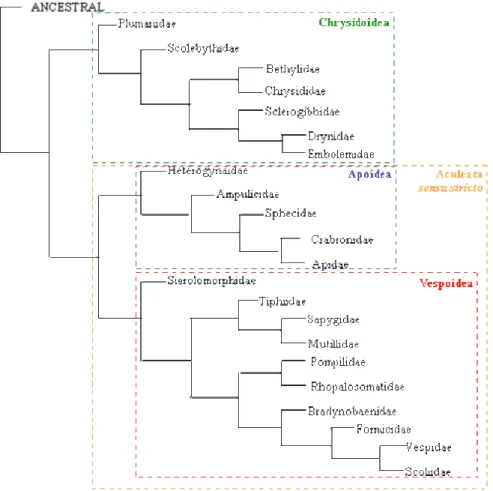 Figura 1. Filogenia consenso das famílias de Aculeata (Brothers 1999), obtida a partir da análise de  caracteres morfológicos