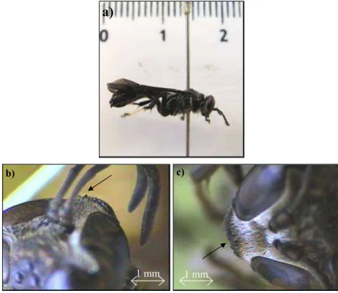 Figura 4. Trpoxylon rogenhoferi: a) fêmea; b) clípeo de macho, com destaque para a estrutura de identificação; 