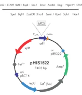 Figura 3.1.4.4. Mapa do plasmídeo pHis 1522 (MoBiTec®). A ORI pBC16 é específica  para B