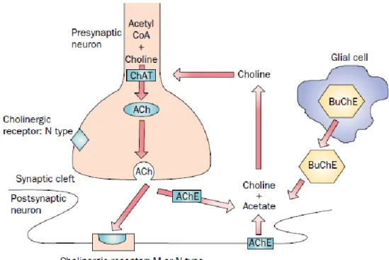 Figure 3. Representation of the importance that AChE and BChE has, as a regulator of  acetylcholine levels, breaking it into choline and acetate