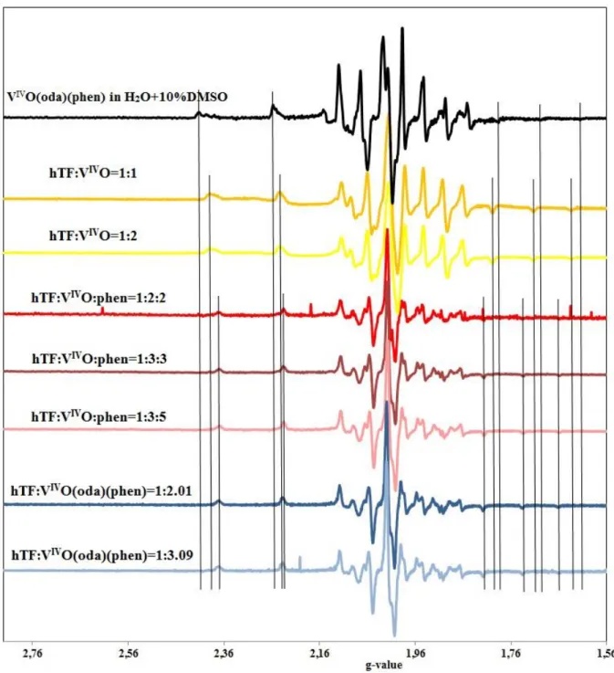Figure  27.  X-band  EPR  spectra  of  solutions  containing  hTF  (5.3210 4  M)  and  V IV O(oda)(phen)  (1.0710 3  M and 1.6510 3  M)  in PBS (experiment 3.4.), of the solutions containing hTF (5.2610 4  M, 5.2410 4  M and 5.1910 4  M) in PBS