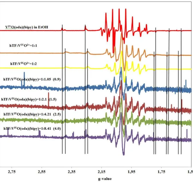 Figure  32.  X-band  EPR  spectra  of  solutions  containing  hTF  (9.4310 5  M)  and  different  concentrations of V IV O(oda)(bipy), obtained by addition of V IV O(oda)(bipy) (2.9610 2  M) in DMSO  to  separate  solutions  of  apo-hTF  (1.4110 4  M
