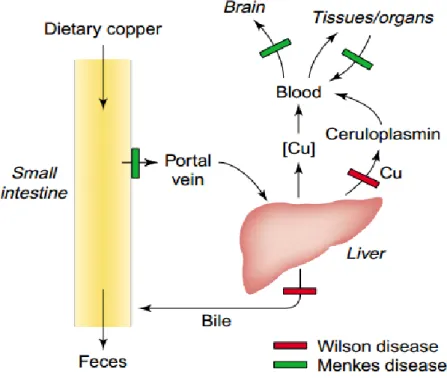 Figure I.2. Pathway of copper in the body - The blocks in Menkes and Wilson diseases (Mercer, J.F.B