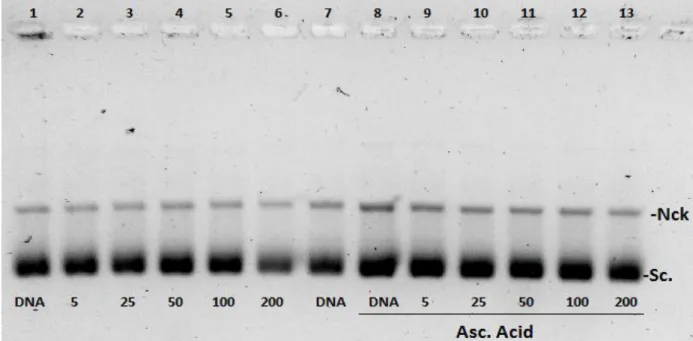 Figure  III.9. Cleavage  of  pBR322  DNA  by  increasing  concentrations  of  [Cu(L)Cl](CH 3 OH),  5-200  µM,  without reducing agent (lanes 2-6) and in the presence of 100 mM ascorbic acid (lanes 8-13) incubated  for 24 h at 37 o C and electrophoresed in 