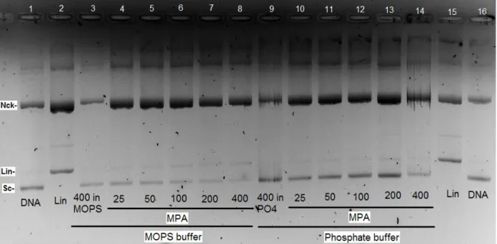 Figure III.10. Cleavage of pA1 DNA by [Cu(L)Cl](CH3OH) in increasing complex concentrations 25-400  µM  in  10  mM  MOPS  buffer  (lanes  4-8)  and  in  10  mM  phosphate  buffer,PO 4- ,  (lanes  10-14)