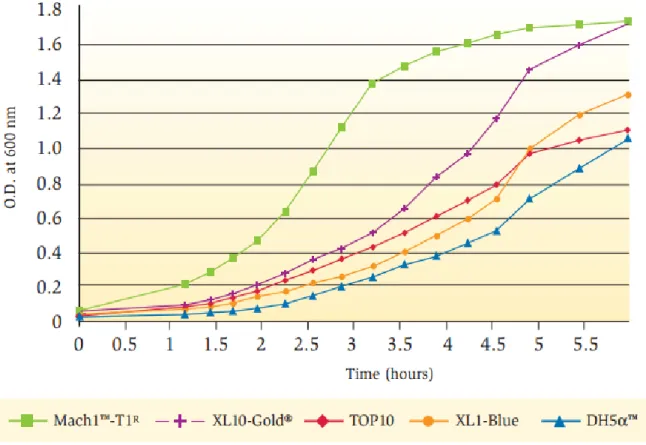 Figure  III.13.  Bacterial  cells  growth  curve  of  Mach1  -  T1  E.  coli  cells  compared  to  standard  cloning  strains  (this  figure  was  adapted  from  Invitrogen  life  technologies)  [104]