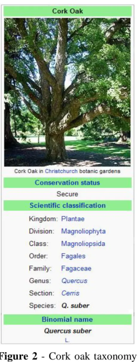 Figure  2  -  Cork  oak taxonomy  (www.wikipedia.org). 