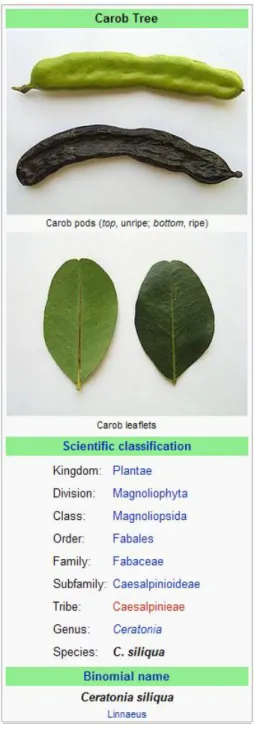 Figure  6  -  Carob  tree  taxonomy (www.wikipedia.org).  