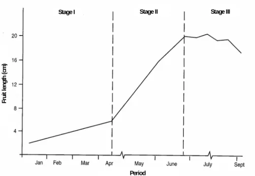 Figure  10  -  Stages  of  carob  fruit  development  (Batlle  and  Tous,  1997).  The  fruit  growth follows a typical sigmoidal curve, with an initial period of slow growth (stage  I), a middle period of  linear growth (stage II) and a  final period of d