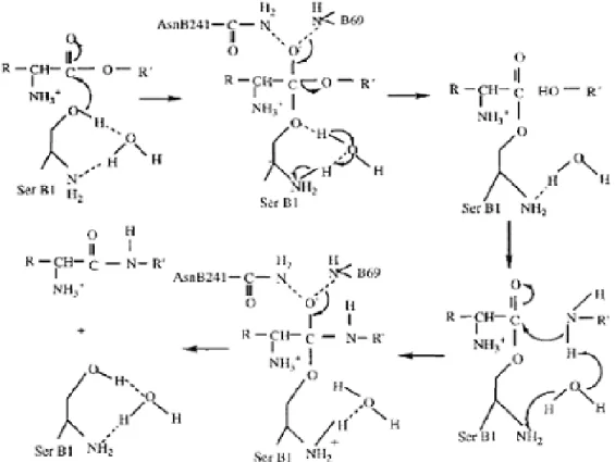 Figura 1.9 – mecanismo de reação proposto por Ospina ., 1996a, para a síntese de antibióticos β Lactâmico semi sintéticos.