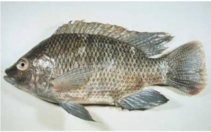 Figura 6 Exemplar de tilápia (Oreochromis niloticus). 