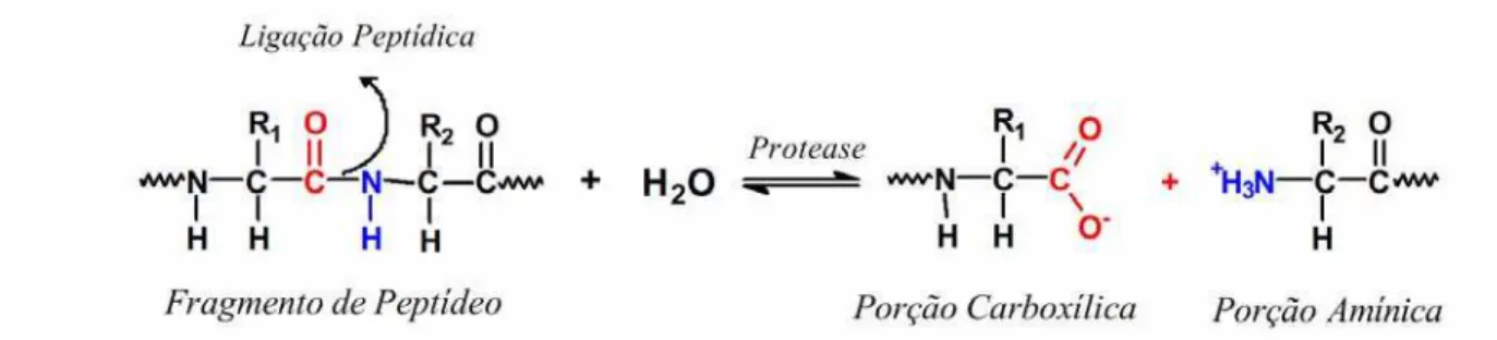 Figura 2.1 Representação esquemática da hidrólise de uma ligação peptídica catalisada por  uma protease [12]