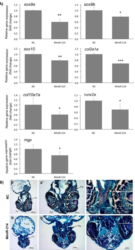 Figure 6.  miR-214 ectopic expression downregulates chondrogenic markers and impairs cranial cartilage  formation in zebrafish