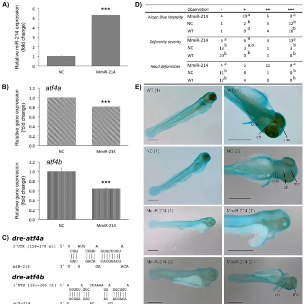 Figure 5.  miR-214 ectopic expression downregulates atf4 transcripts and alters cranial cartilages of zebrafish