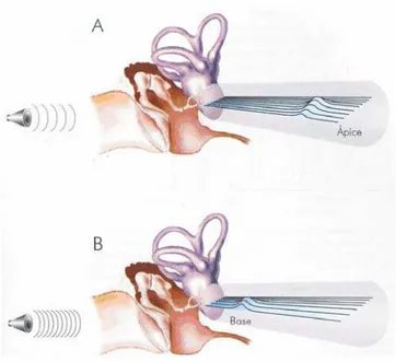 Figura 1.31: A tonotopia representa uma especialização da membrana basilar: os sons  mais graves fazem vibrar o ápice (A), e os mais agudos movimentam a base (B)