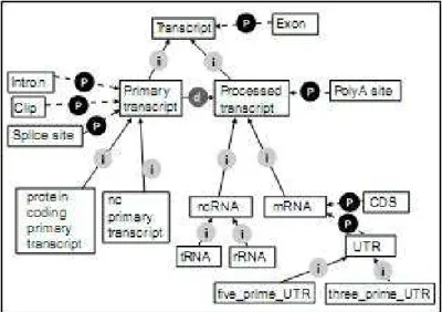 Figura 3 Parte da Sequence Ontology mostrando como os termos e relacionamentos são usados em conjunto  para descrever um conhecimento sobre biosseqüências