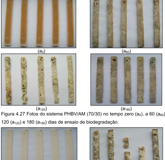 Figura 4.27 Fotos do sistema PHBV/AM (70/30) no tempo zero (a 0 ), a 60 (a 60 ),  120 (a 120 ) e 180 (a 180 ) dias de ensaio de biodegradação