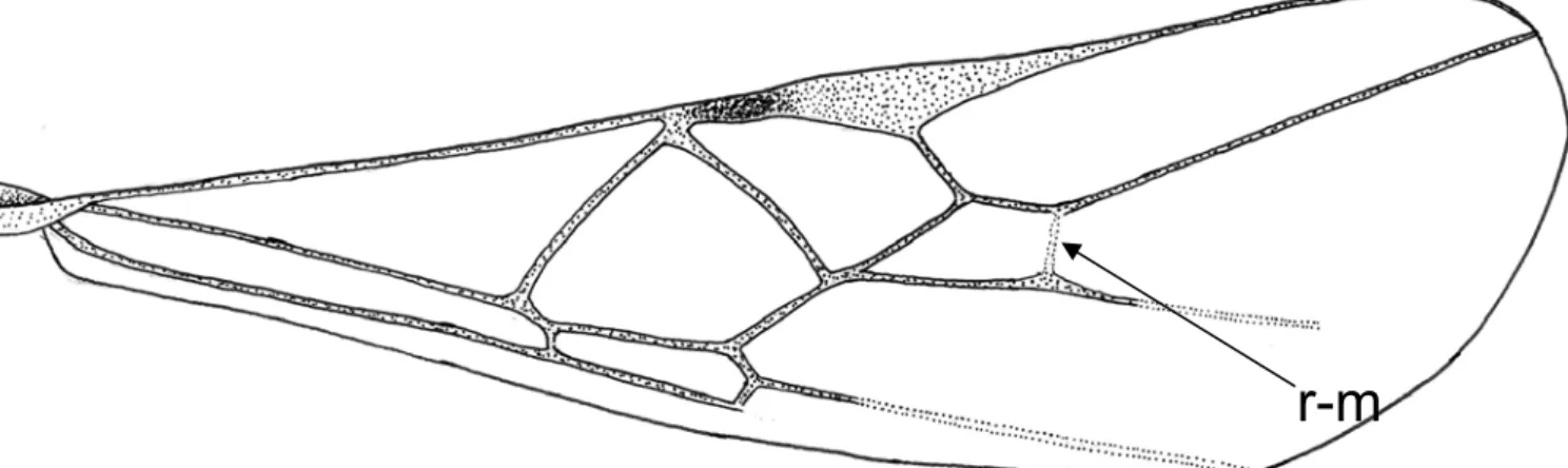 Figura 4. Asa posterior de Stiropius sp, indicando as nervuras M+CU (mais      curta) e 1-M (mais longa)