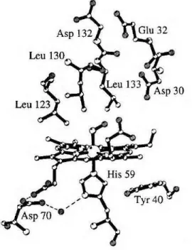 FIGURA 1.12: Estrutura da NP1 mostrando os grupos His-59, heme e o NO bem  como as cadeias laterais das proteínas vizinhas (DING et al., 1999)