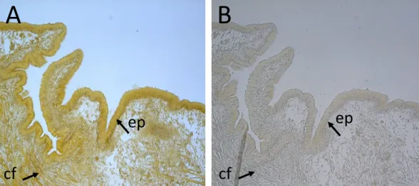 Figure 6.  Mapping of  α -CA activity in the posterior mantle edge of the mussel. Longitudinal sections of the  posterior region of the mantle edge showing  α -CA activity in the epithelial cell layer (ep) and in collagen  fibres (cf) of the tissue section